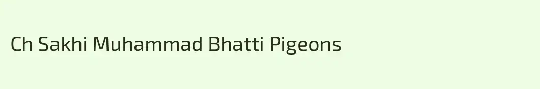 Ch Sakhi Muhammad Bhatti Pigeons